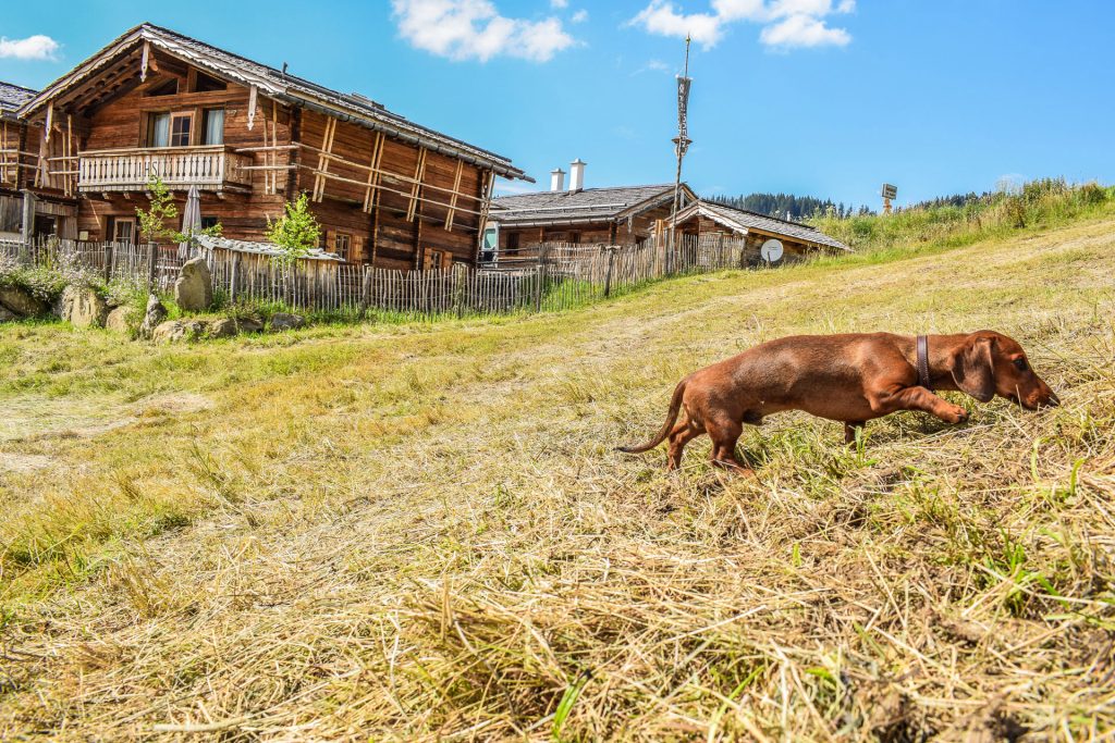 Dackel vor Chalet auf Wiese